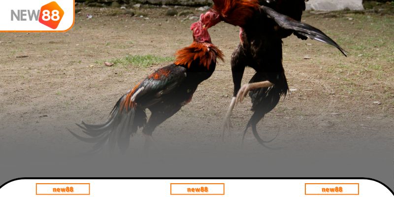 Hướng dẫn cách đánh giá gà chọi Việt Nam chất lượng